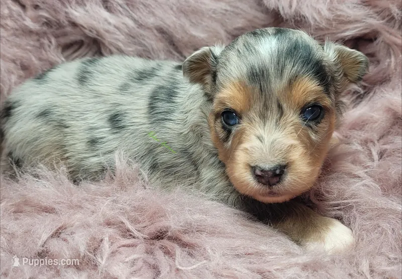 Reese  – Miniature Australian Shepherd puppy for sale in Deer Park, WA