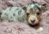 Reese , a male Miniature Australian Shepherd for sale in Deer Park, WA – Photo 1 of 2