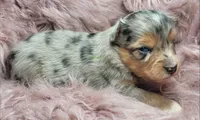 Reese , a male Miniature Australian Shepherd for sale in Deer Park, WA – Photo 2 of 2