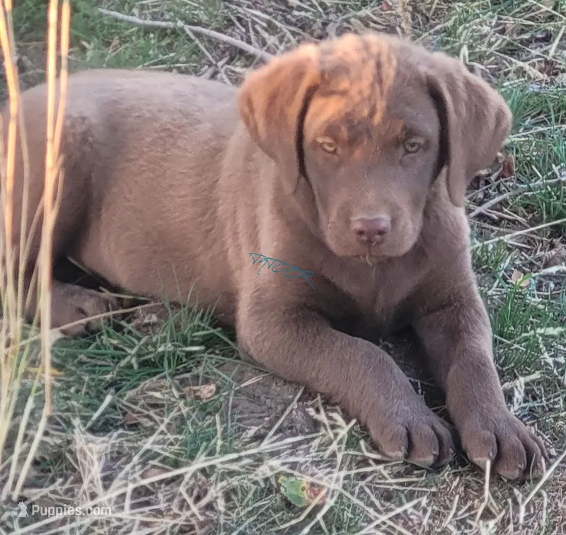 Green – Chesapeake Bay Retriever puppy for sale in Deer Park, WA