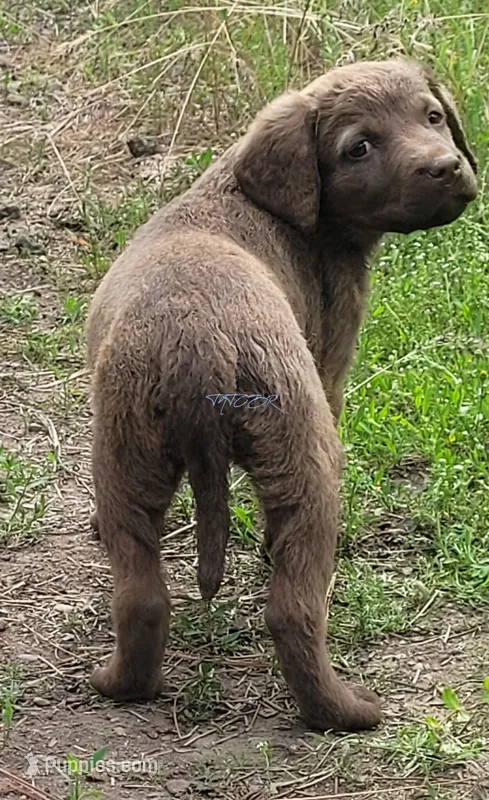 Light female – Chesapeake Bay Retriever puppy for sale in Deer Park, WA