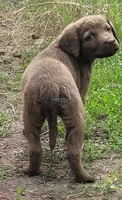 Light female, a female Chesapeake Bay Retriever for sale in Deer Park, WA – 1 of 1