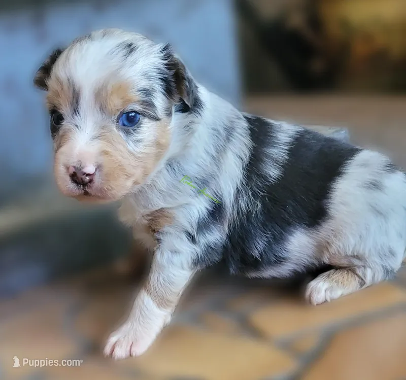Callum – Miniature Australian Shepherd puppy for sale in Deer Park, WA