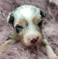 Callum, a male Miniature Australian Shepherd for sale in Deer Park, WA – Photo 2 of 2