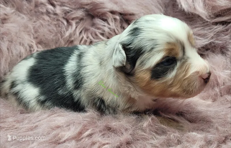 Callum – Miniature Australian Shepherd puppy for sale in Deer Park, WA