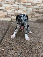 ORION #5, a male Great Dane for sale in Laredo, TX – 7 of 10