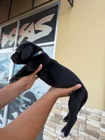 TITAN #7, a male Great Dane for sale in Laredo, TX – 7 of 9
