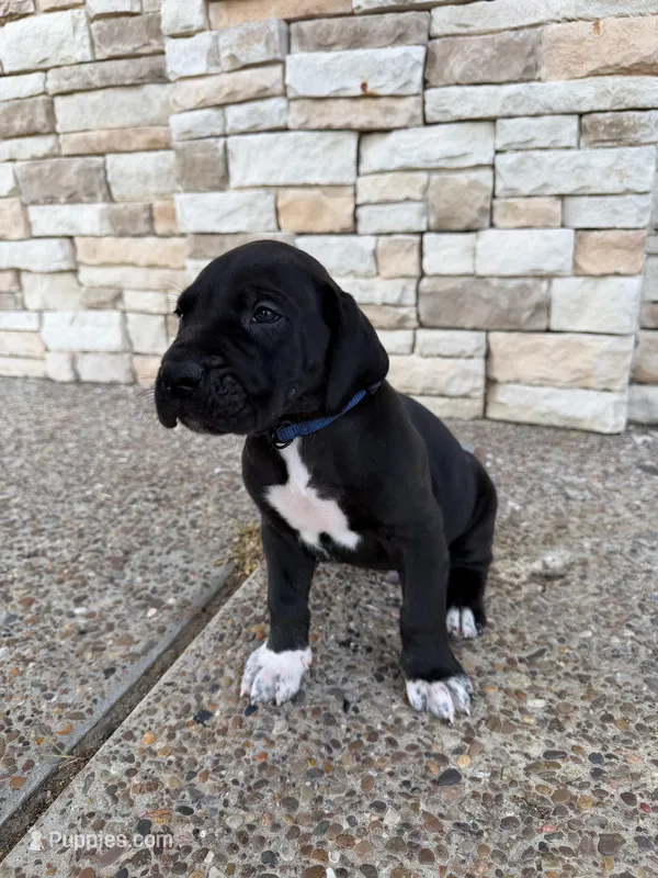 TITAN #7 – Great Dane puppy for sale in Laredo, TX