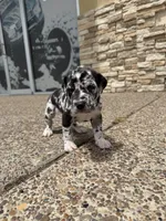 ORION #5, a male Great Dane for sale in Laredo, TX – 2 of 10