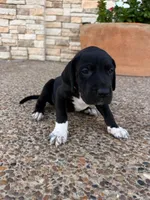 NYX (GODDESS OF NIGHT) #4, a female Great Dane for sale in Laredo, TX – 3 of 10