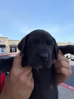 TITAN #7, a male Great Dane for sale in Laredo, TX – 2 of 9