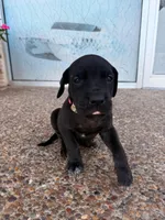 ATHENA #1, a female Great Dane for sale in Laredo, TX – 5 of 10
