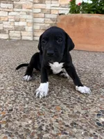 NYX (GODDESS OF NIGHT) #4, a female Great Dane for sale in Laredo, TX – 1 of 10
