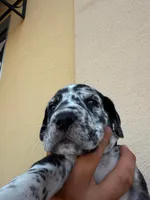 ORION #5, a male Great Dane for sale in Laredo, TX – 8 of 10