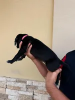 ATHENA #1, a female Great Dane for sale in Laredo, TX – 8 of 10