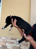 NYX (GODDESS OF NIGHT) #4, a female Great Dane for sale in Laredo, TX – 7 of 10