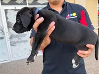 ROMEO #3, a male Great Dane for sale in Laredo, TX – 4 of 10