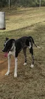 ORION #5, a male Great Dane for sale in Laredo, TX – 4 of 10