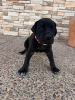 ATHENA #1, a female Great Dane for sale in Laredo, TX – 2 of 10