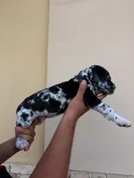 ORION #5, a male Great Dane for sale in Laredo, TX – 9 of 10