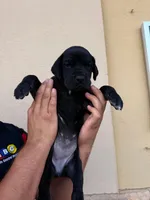 IRIS #8, a female Great Dane for sale in Laredo, TX – 5 of 8