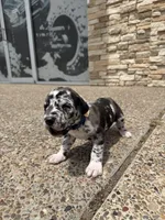 ORION #5, a male Great Dane for sale in Laredo, TX – 3 of 10
