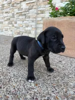 ROCCO #9, a male Great Dane for sale in Laredo, TX – 5 of 10