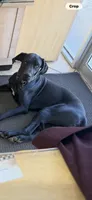 ORION #5, a male Great Dane for sale in Laredo, TX – 5 of 10