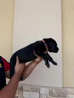 ATHENA #1, a female Great Dane for sale in Laredo, TX – 7 of 10
