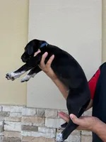 MAXIMUS #2, a male Great Dane for sale in Laredo, TX – 6 of 9