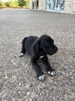 ROMEO #3, a male Great Dane for sale in Laredo, TX – 5 of 10