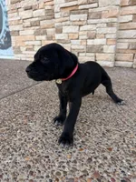 ATHENA #1, a female Great Dane for sale in Laredo, TX – 3 of 10