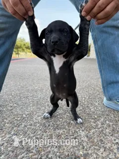 ROMEO #3 – Great Dane puppy for sale in Laredo, TX