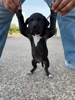 ROMEO #3, a male Great Dane for sale in Laredo, TX – 1 of 10