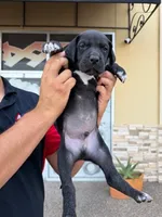 ROMEO #3, a male Great Dane for sale in Laredo, TX – 3 of 10