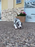 ZEUS #6, a male Great Dane for sale in Laredo, TX – 2 of 10