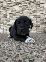 MAXIMUS #2, a male Great Dane for sale in Laredo, TX – 2 of 9