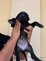 ATHENA #1, a female Great Dane for sale in Laredo, TX – 6 of 10