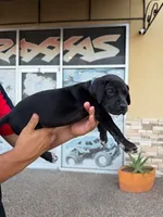 ROMEO #3, a male Great Dane for sale in Laredo, TX – 6 of 10