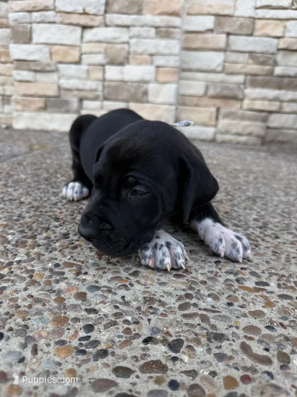 MAXIMUS #2 – Great Dane puppy for sale in Laredo, TX