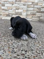 MAXIMUS #2, a male Great Dane for sale in Laredo, TX – 1 of 9