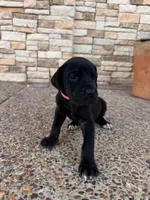 IRIS #8, a female Great Dane for sale in Laredo, TX – 3 of 8