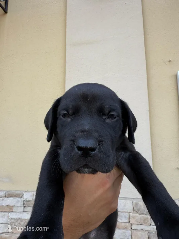 ROCCO #9 – Great Dane puppy on hold in Laredo, TX