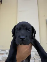 ROCCO #9, a male Great Dane for sale in Laredo, TX – 1 of 10