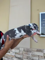 ZEUS #6, a male Great Dane for sale in Laredo, TX – 7 of 10