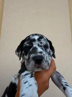 ORION #5, a male Great Dane for sale in Laredo, TX – 10 of 10