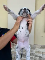 ZEUS #6, a male Great Dane for sale in Laredo, TX – 6 of 10