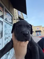 ROMEO #3, a male Great Dane for sale in Laredo, TX – 8 of 10