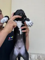 MAXIMUS #2, a male Great Dane for sale in Laredo, TX – 4 of 9