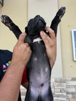 ROCCO #9, a male Great Dane for sale in Laredo, TX – 7 of 10